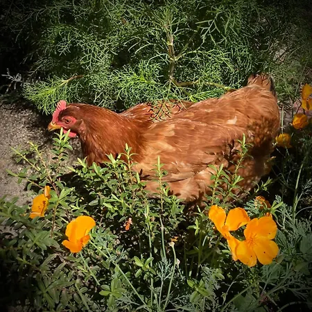 Et Tables D'hotes - Les Ateliers De Pontajou - Pelerin Navette Gratuite A Saugues Bed & Breakfast 3*