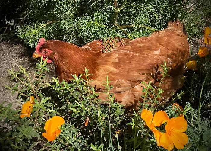 Et Tables D'hotes - Les Ateliers De Pontajou - Pelerin Navette Gratuite A Saugues Frühstückspension 3*